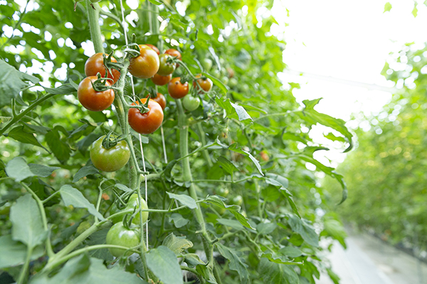 温泉美人トマト